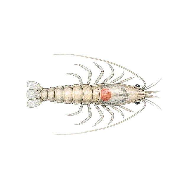 Dust shrimp · cutout