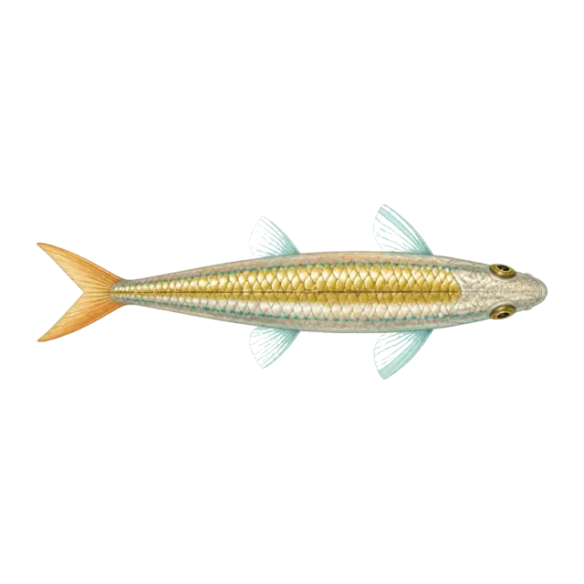 Sunscale sprat · cutout