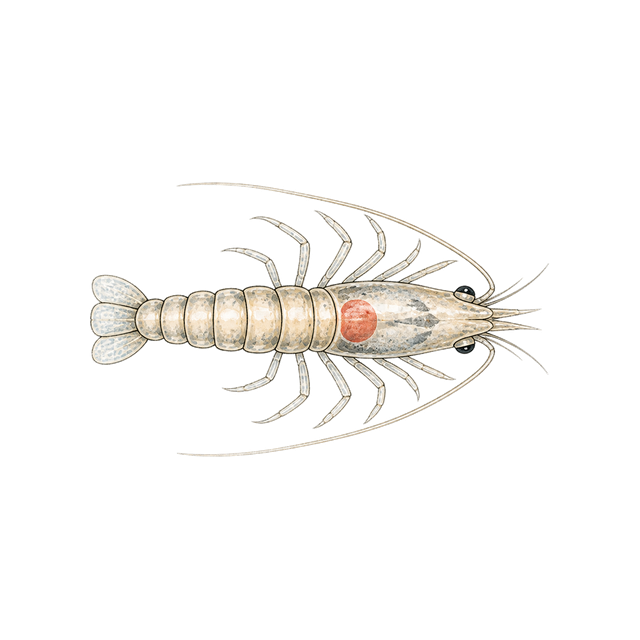 Dust shrimp · cutout