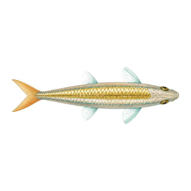 Sunscale sprat · cutout